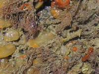 Sea squirts and hydrozoans