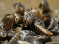 zebra mussel fouling